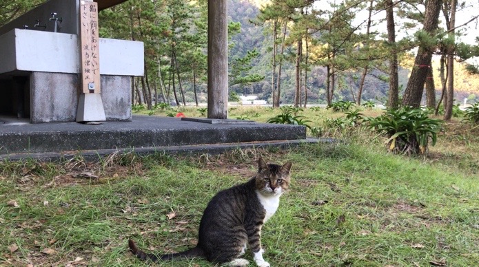 大分県無料キャンプ場の波当津海水浴場の流し台と猫